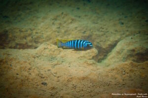 Metriaclima fainzilberi 'Pombo Rocks'